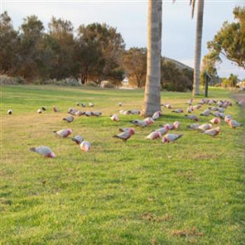 <b>Galahs, Kalbarri, West Australia</b>