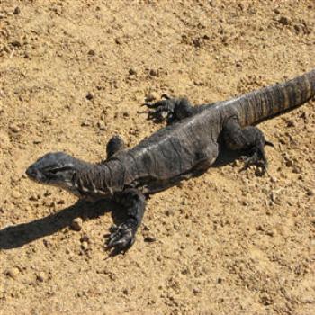 <b>Goanna, Lucky Bay, West Australia</b>