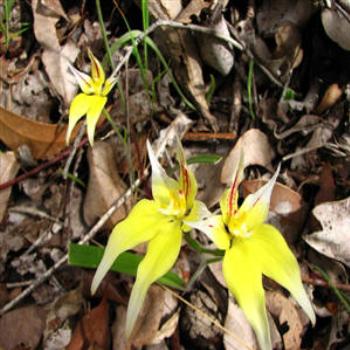 <b>Margaret River Enamel Orchid, Western Australia</b>