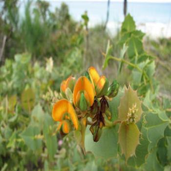 <b>Coastal Flora, Dunsborough, Western Australia</b>