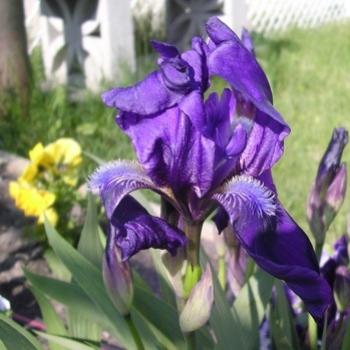 <b>Purple iris, probably Iris sibirica (F. Iridaceae)</b>