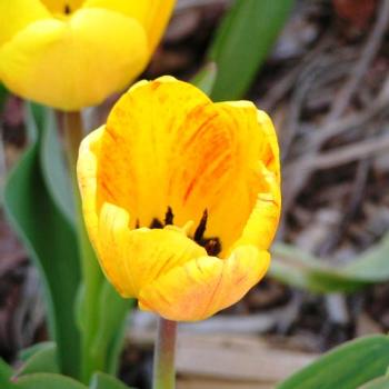 <b>Yellow Tulip #10 Sue/Ok</b>