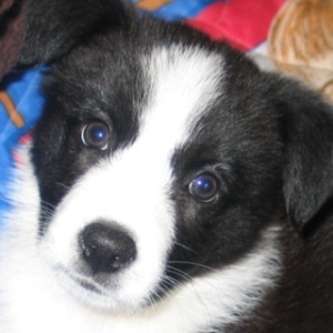 <b>My little puppy Meggs</b>