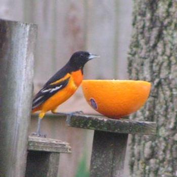 <b>Baltimore Oriole  Sue/Ok</b>