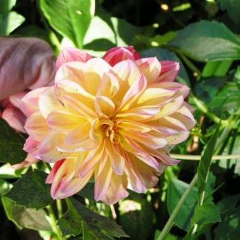 <b>Dahlia # 5 Sue/Ok</b>