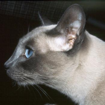 <b>Naja</b>