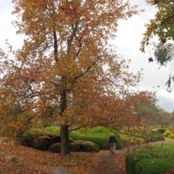 <b>Cowra Japanese Gardens - Tree in full Autumn Glory - June 2009</b> <b>Cowra Japanese Gardens - Tree in full Autumn Glory - June 2009</b>
