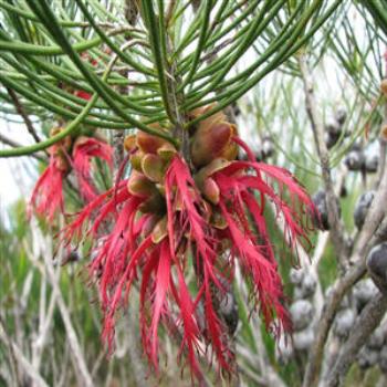 <b>Coastal Flora, Dunsborough, Western Australia</b>