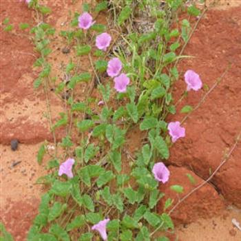 <b>Desert Flowers nr Murchison R.,West Australia</b>