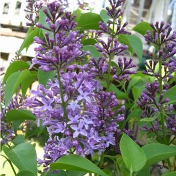 <b>Lilac blooms and buds, Syringa vulgaris (F. Oleaceae)</b>