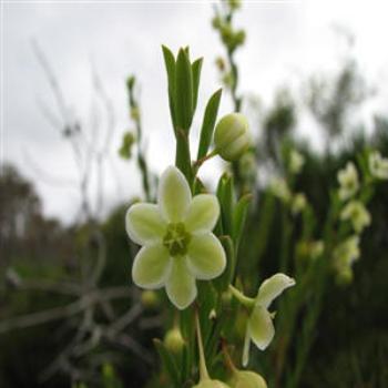 <b>Coastal Flora, Dunsborough, Western Australia</b>