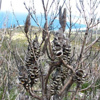 <b>Banksias, Fitzgerald National Park, West Australia</b>