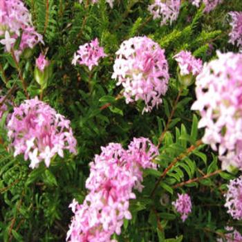 <b>Coastal Flora, Dunsborough, Western Australia</b>