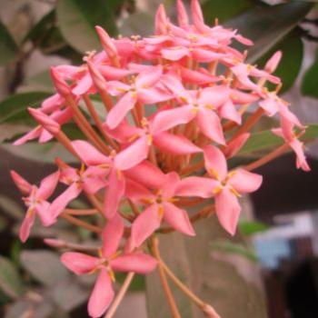 <b> Exora, pink, from my garden ap/India</b>