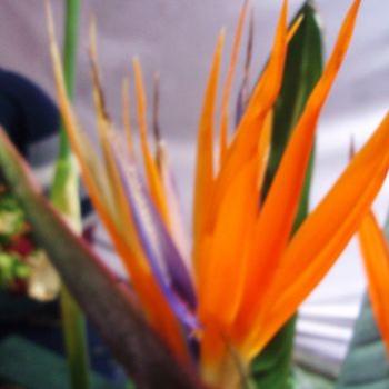 <b>Flowershow Chennai ap/India</b>