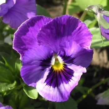 <b>Pansy, Viola tricolor (F. Violaceae)</b>