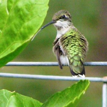<b>Hummingbird sticking out his tongue Sue/OK</b>