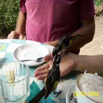 <b>Honey Eater, Margaret River, Western Australia - Wendy from Perth</b> <b>Honey Eater, Margaret River, Western Australia - Wendy from Perth</b>