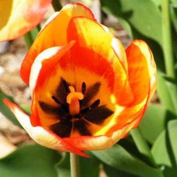 <b>Center of a Tulip Sue/OK</b>