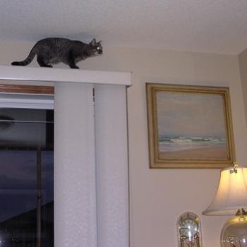 <b>I really, REALLY want to catch that fly! (Bev. AB)</b>