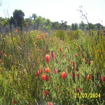 <b>Bottle Brush, Denmark, Western Australia - Wendy from Perth</b>