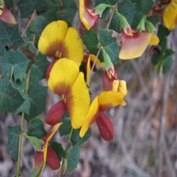 <b>Wild Flowers - Wendy/Perth</b>