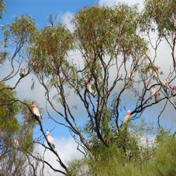 <b>Galahs in the gum trees, Outback W.A. Wendy/Perth</b>