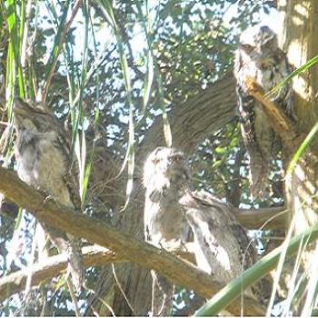 <b>Family of Tawny Frogmouths - Sydney</b>