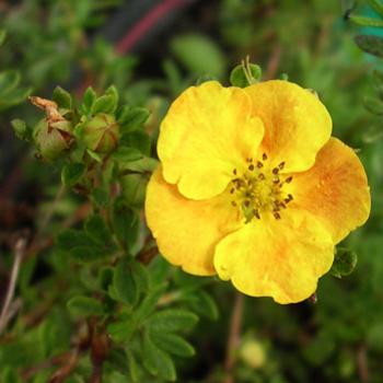 <b>"Mango Tango" potentilla (Potentilla fruticosa, F. Rosaceae) - Bev/AB</b> <b>"Mango Tango" potentilla (Potentilla fruticosa, F. Rosaceae) - Bev/AB</b>
