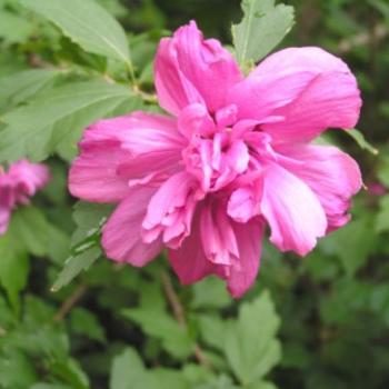 <b>Double Magenta Rose of Sharon  Sue/OK</b>