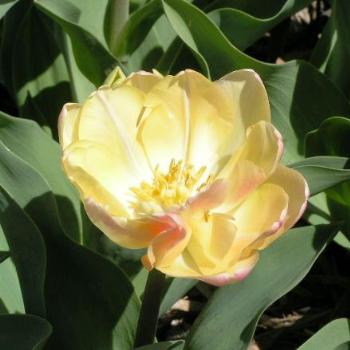 <b>Different looking Tulip Sue/OK</b>