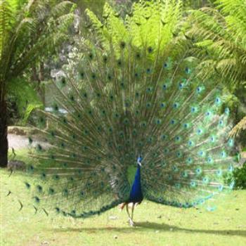 <b>Peacock, Tasmania, - Wendy/Perth</b>
