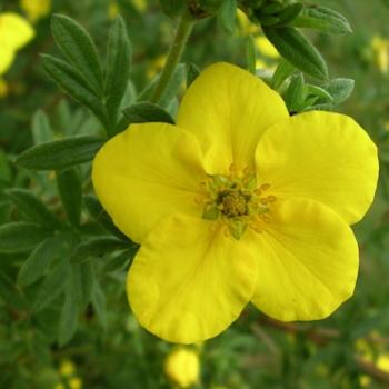 <b>"Shrubby Cinquefoil" (Dasiphora floribunda, F. Rosaceae) - Bev/AB</b> <b>"Shrubby Cinquefoil" (Dasiphora floribunda, F. Rosaceae) - Bev/AB</b>