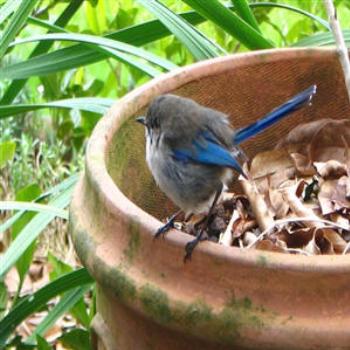 <b>Blue Wren, Margaret River, W.A. Wendy/Perth</b>