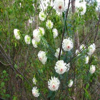 <b>Bush flowers, Margaret River - Wendy from Perth</b>