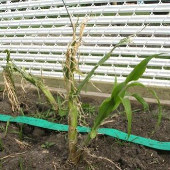 <b>Three weeks after being battered by hail this intrepid cornstalk has put out a whole new shoot that has reached a height that the original took 2 months to reach. Unfortunately it's too late to get any corn.</b> <b>Three weeks after being battered by hail this intrepid cornstalk has put out a whole new shoot that has reached a height that the original took 2 months to reach. Unfortunately it's too late to get any corn.</b>