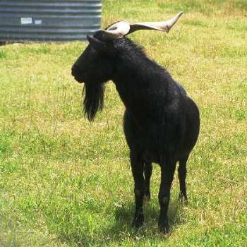 <b>Billy Goat # 06 Sue/OK</b>