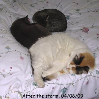 <b>This was taken the day after a severe hailstorm and is the closest these three have ever been together.</b> <b>This was taken the day after a severe hailstorm and is the closest these three have ever been together.</b>
