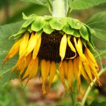 <b>Sunflower almost gone  Sue/OK</b>