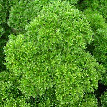 <b>Parsley in my garden - Bev/AB</b>