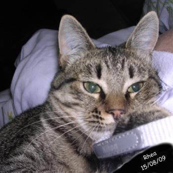 <b>Don't you just love my two-tone eyes and whiskers? /Bev</b>