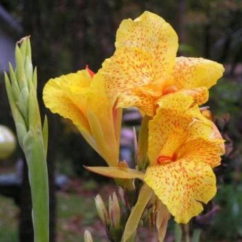 <b>Canna # 4  Sue/OK</b>