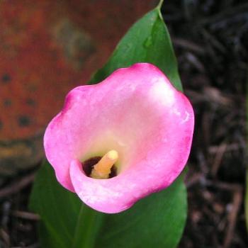 <b>Calla # 11  Sue/OK</b>