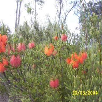 <b>Bottle Brush, Denmark, Western Australia - Wendy from Perth</b>