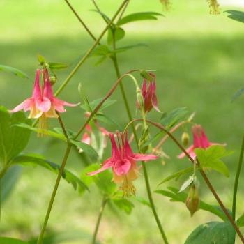 <b>Columbine # 8 Sue/OK</b>