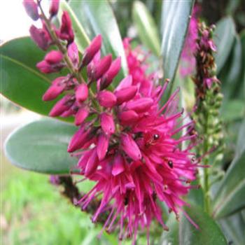 <b>Hebe - Wendy/Perth</b>