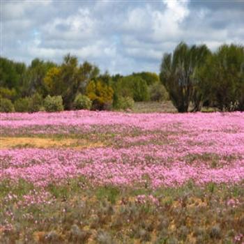<b>Everlastings, Outback W.A. Wendy/Perth</b>