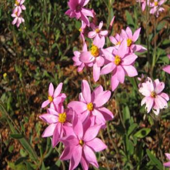 <b>Everlastings, Mukinbudin, W.A. Wendy/Perth</b>