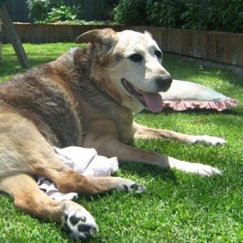 <b>One of the last photos taken of Schultz - Happy to the end ...</b> <b>One of the last photos taken of Schultz - Happy to the end ...</b>