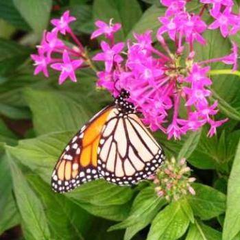 <b>Butterfly # 11 Sue/OK</b>